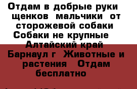 Отдам в добрые руки 2 щенков (мальчики) от сторожевой собаки. Собаки не крупные. - Алтайский край, Барнаул г. Животные и растения » Отдам бесплатно   